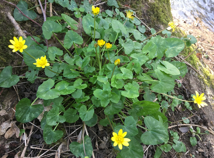 Floraison abondante au printemps